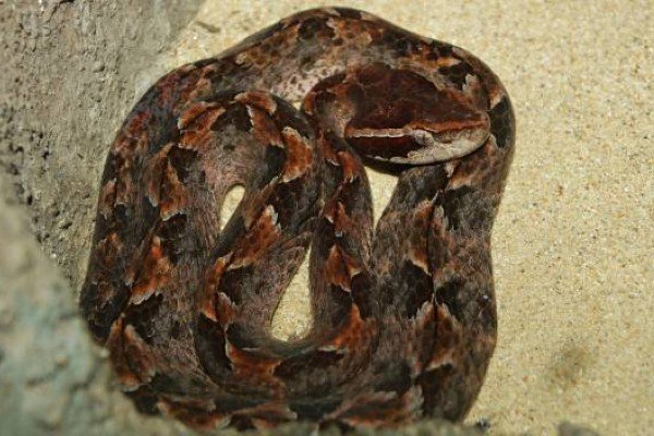 rắn chàm quạt 19