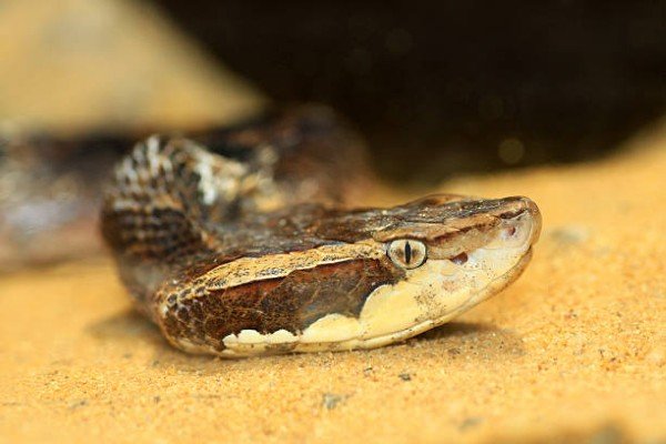 rắn chàm quạt 2