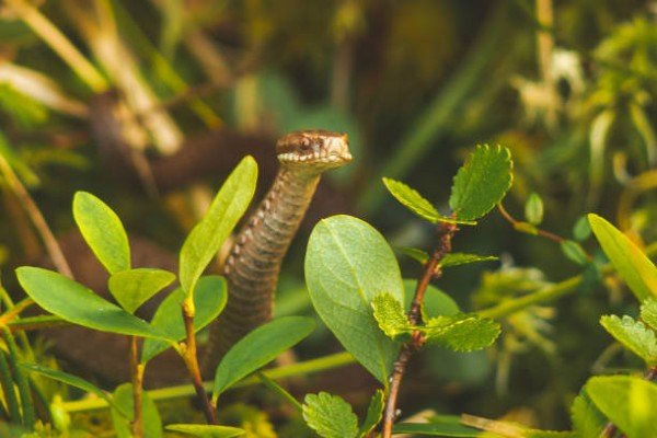 rắn chàm quạt 20