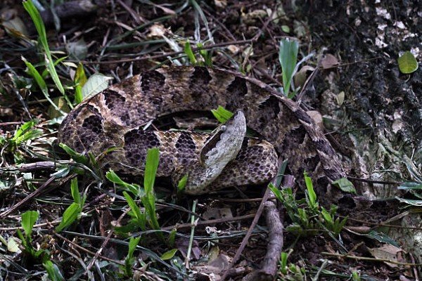 rắn chàm quạt 21