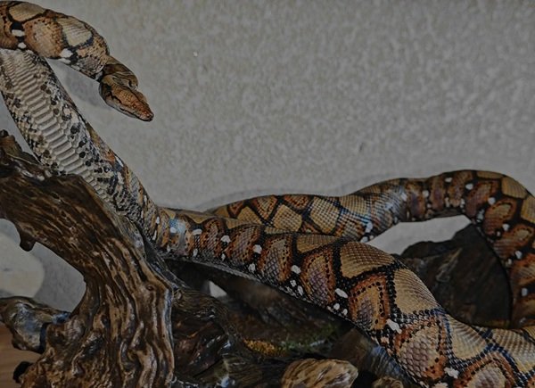 rắn chàm quạt 22