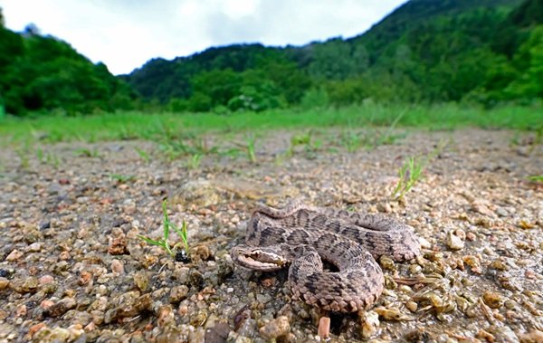 rắn chàm quạt 24