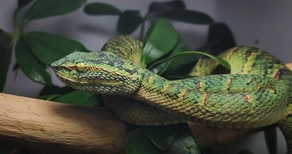 rắn chàm quạt 25