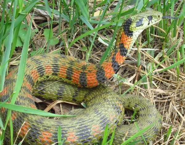 rắn chàm quạt 26