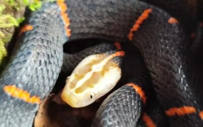 Rắn chàm quạp nguy hiểm ra sao? Nhận biết để tránh tai nạn