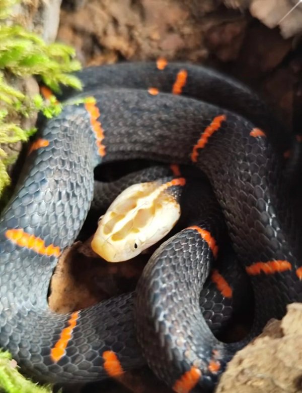 rắn chàm quạt 27