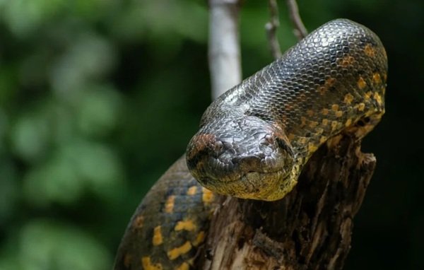 rắn chàm quạt 28