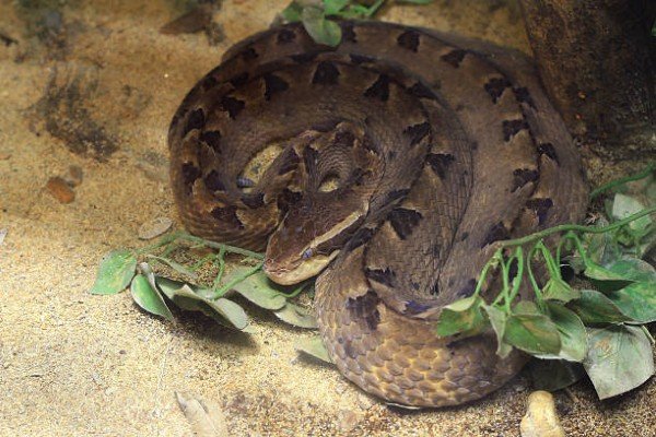 rắn chàm quạt 3