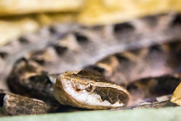 rắn chàm quạt 4