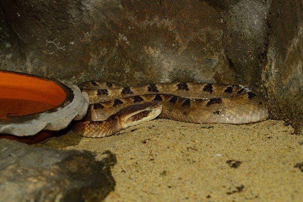 rắn chàm quạt 5