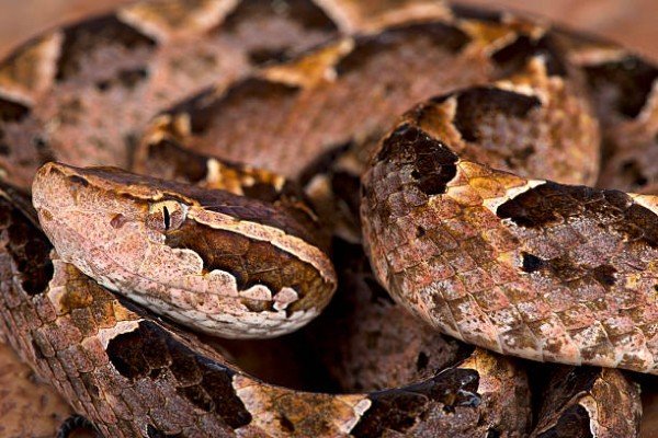 rắn chàm quạt 7