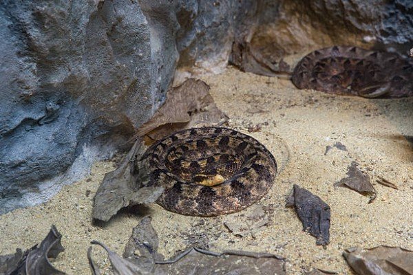 rắn chàm quạt 9