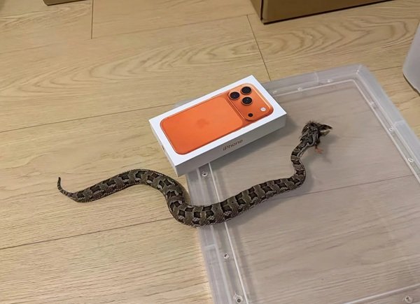 rắn đuôi chuông 1