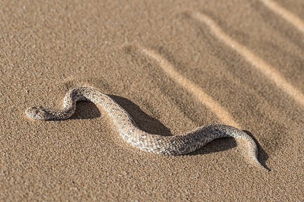 rắn đuôi chuông 12