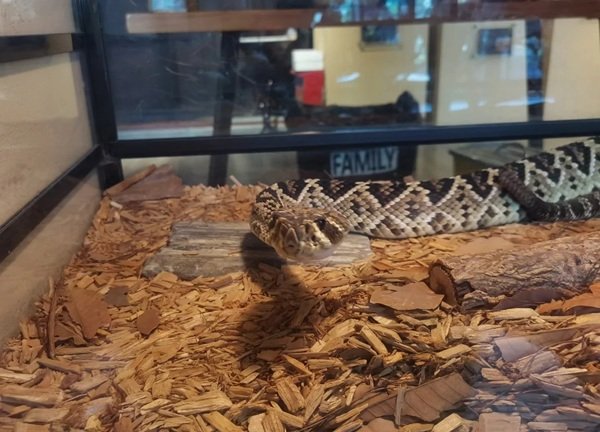 rắn đuôi chuông 14