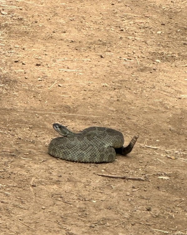 rắn đuôi chuông 16