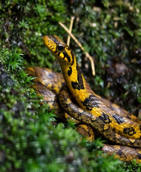 rắn đuôi chuông 17