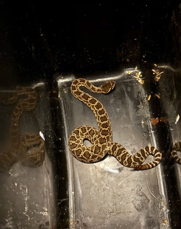 rắn đuôi chuông 18