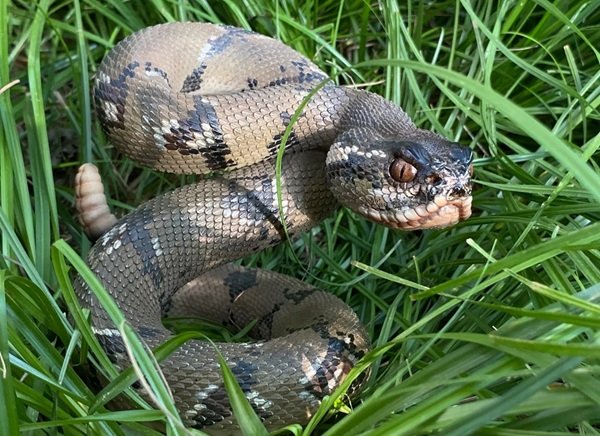 rắn đuôi chuông 19