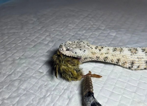 rắn đuôi chuông 2