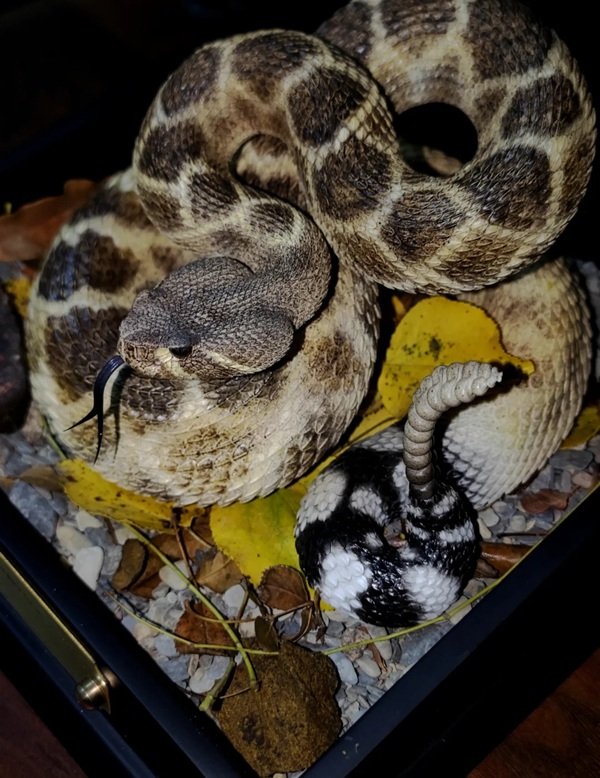 rắn đuôi chuông 20