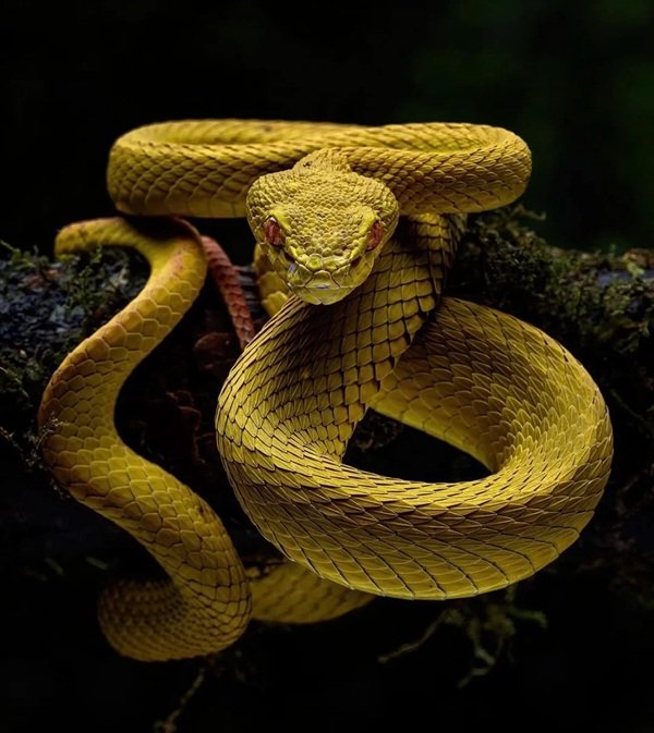 rắn đuôi chuông 24