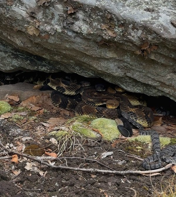 rắn đuôi chuông 25