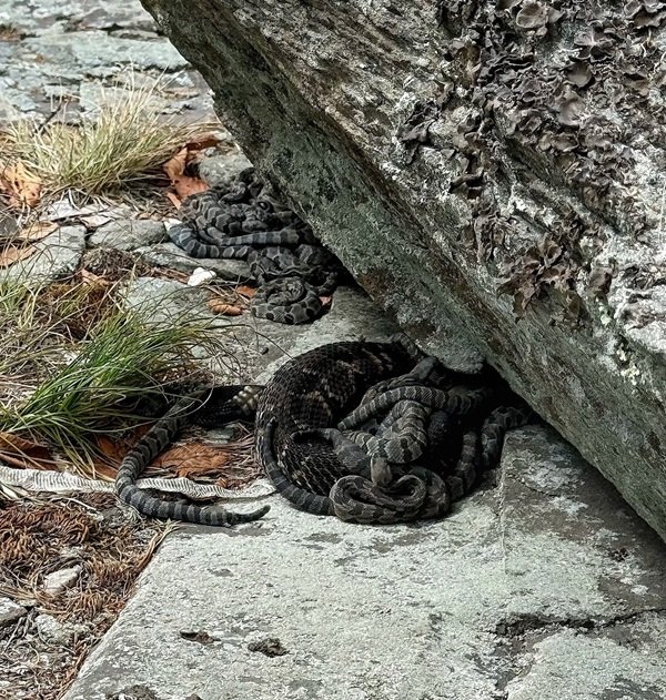 rắn đuôi chuông 27