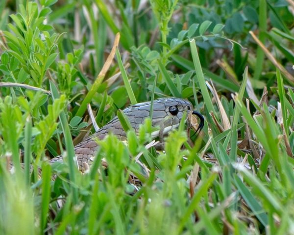 Rắn đuôi chuông là loài rắn gì? Sự thật ít người biết