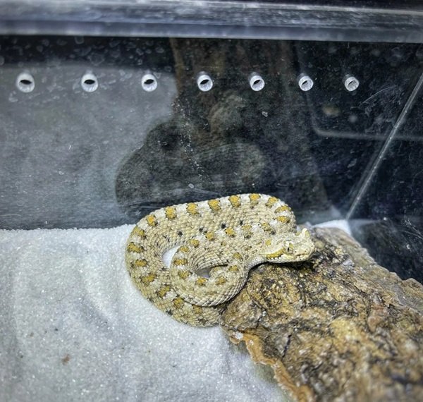 rắn đuôi chuông 29