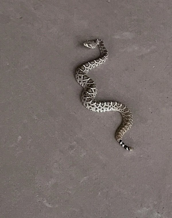 rắn đuôi chuông 3