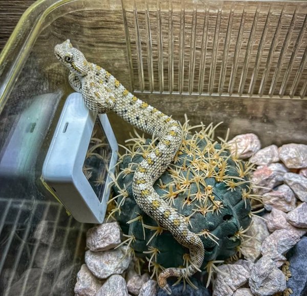 rắn đuôi chuông 30