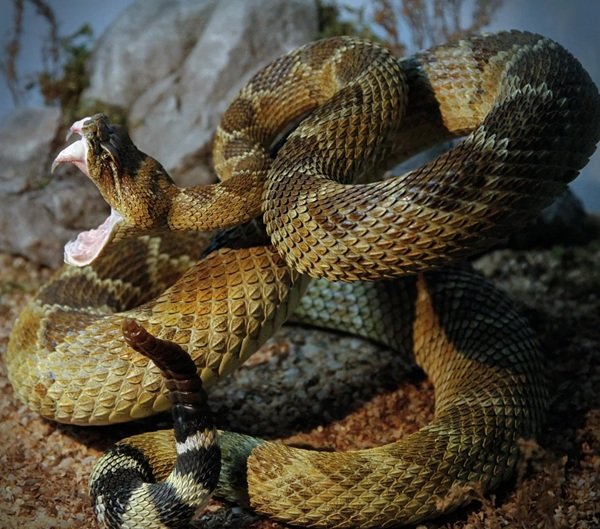 rắn đuôi chuông 31