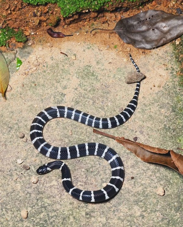 rắn đuôi chuông 32