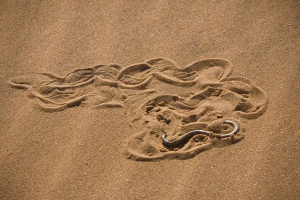 rắn đuôi chuông 5