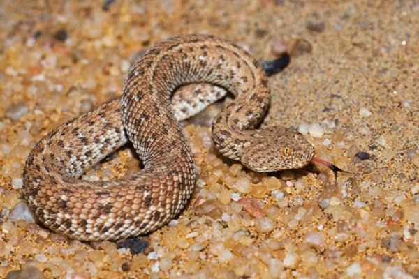 rắn đuôi chuông 6