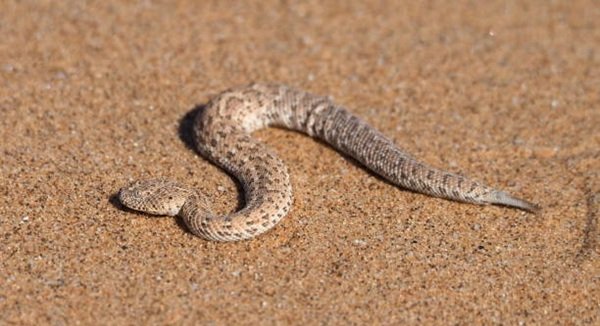 rắn đuôi chuông 7