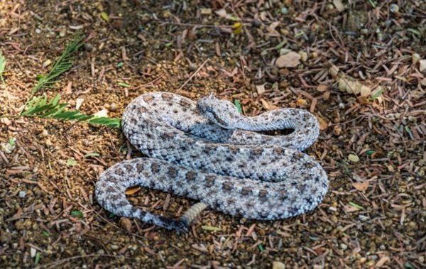 rắn đuôi chuông 8