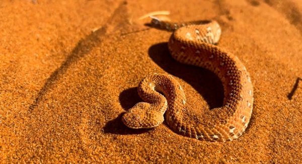 rắn đuôi chuông 9