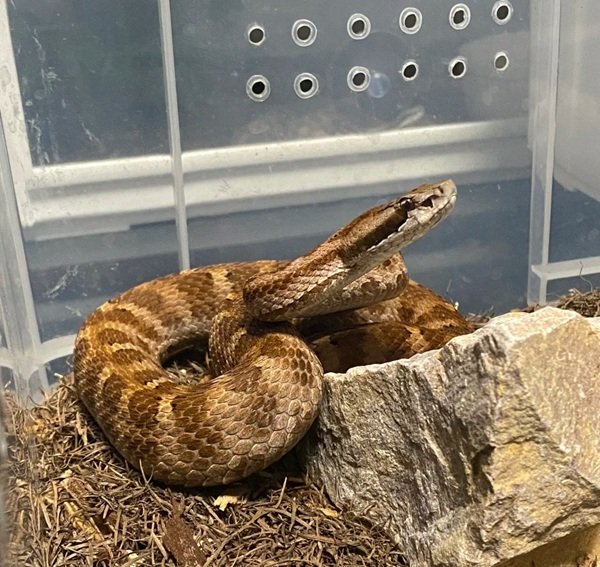 rắn hổ đất 1