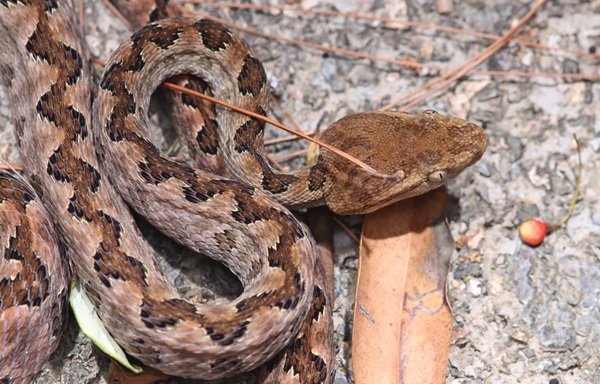 rắn hổ đất 10