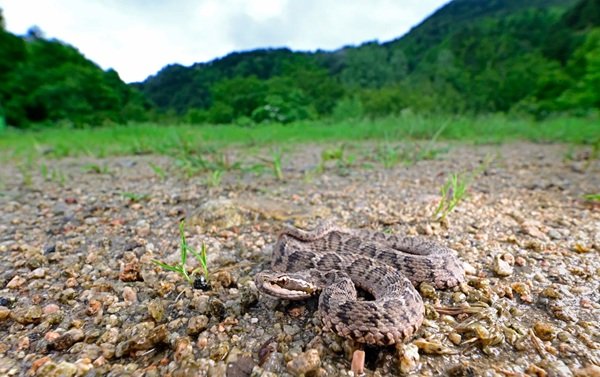 rắn hổ đất 11