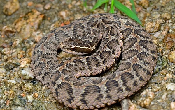 rắn hổ đất 12