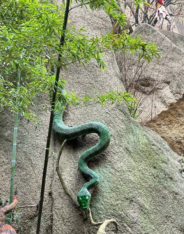 rắn hổ đất 14