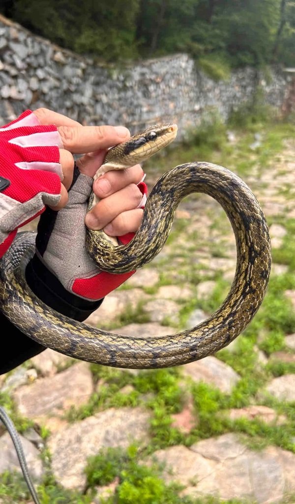 rắn hổ đất 16