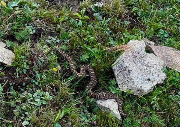 rắn hổ đất 17