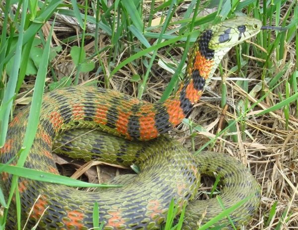 rắn hổ đất 18