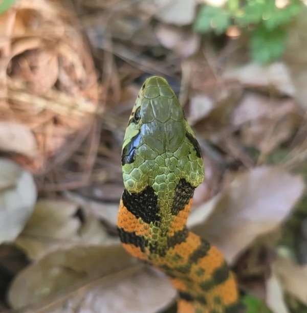 rắn hổ đất 19