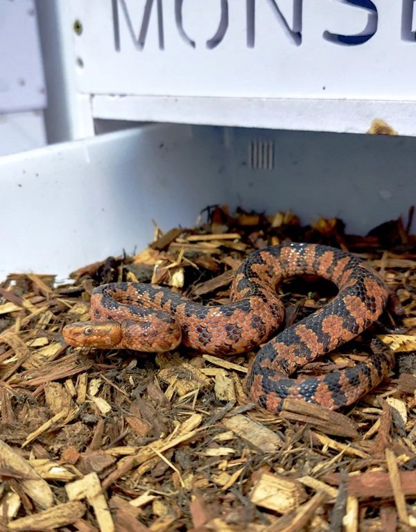 rắn hổ đất 20