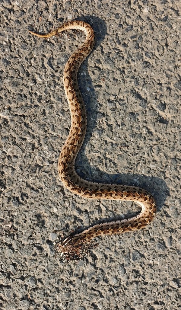 rắn hổ đất 21